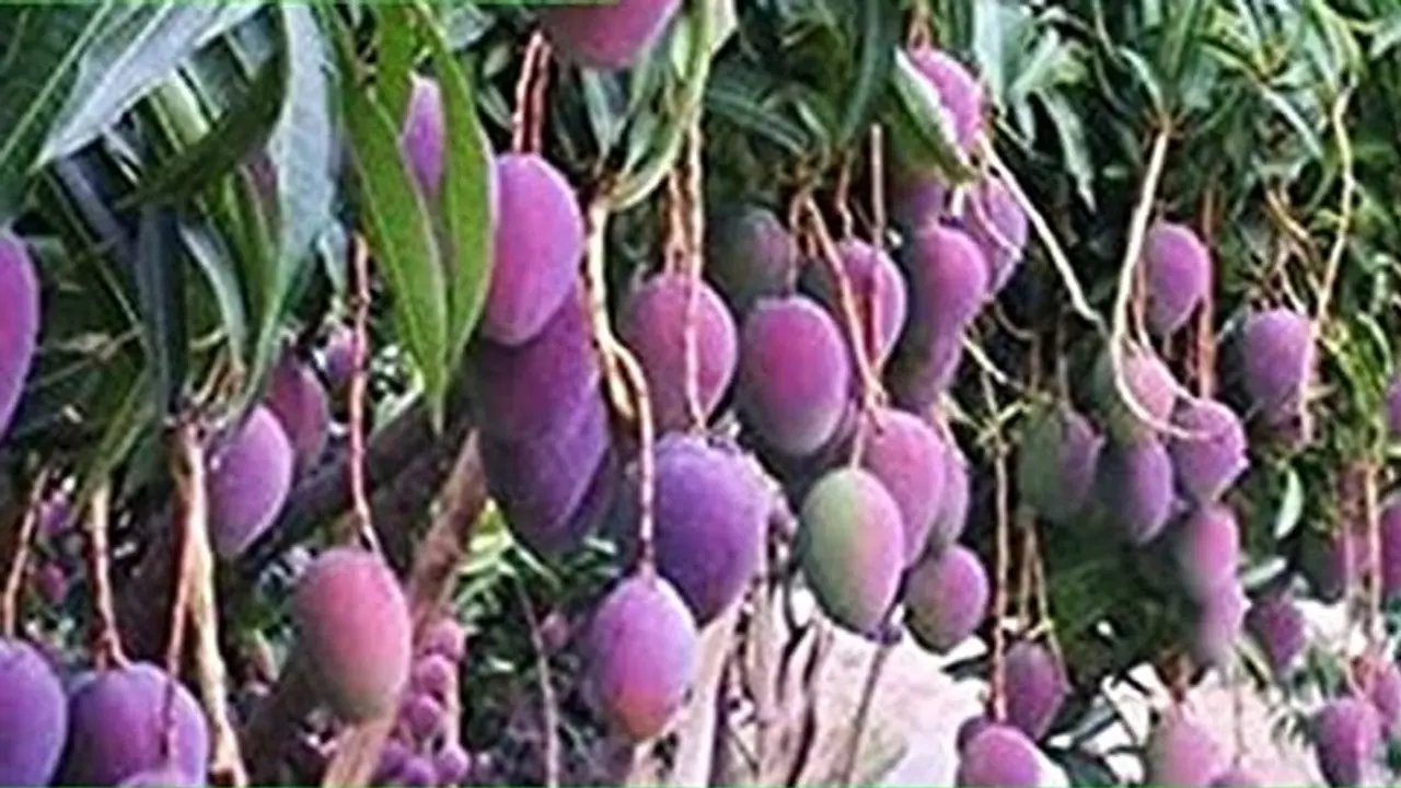 Man deploys 6 dogs, 4 guards for these two Miyazaki  mango trees, what's so special about this species?