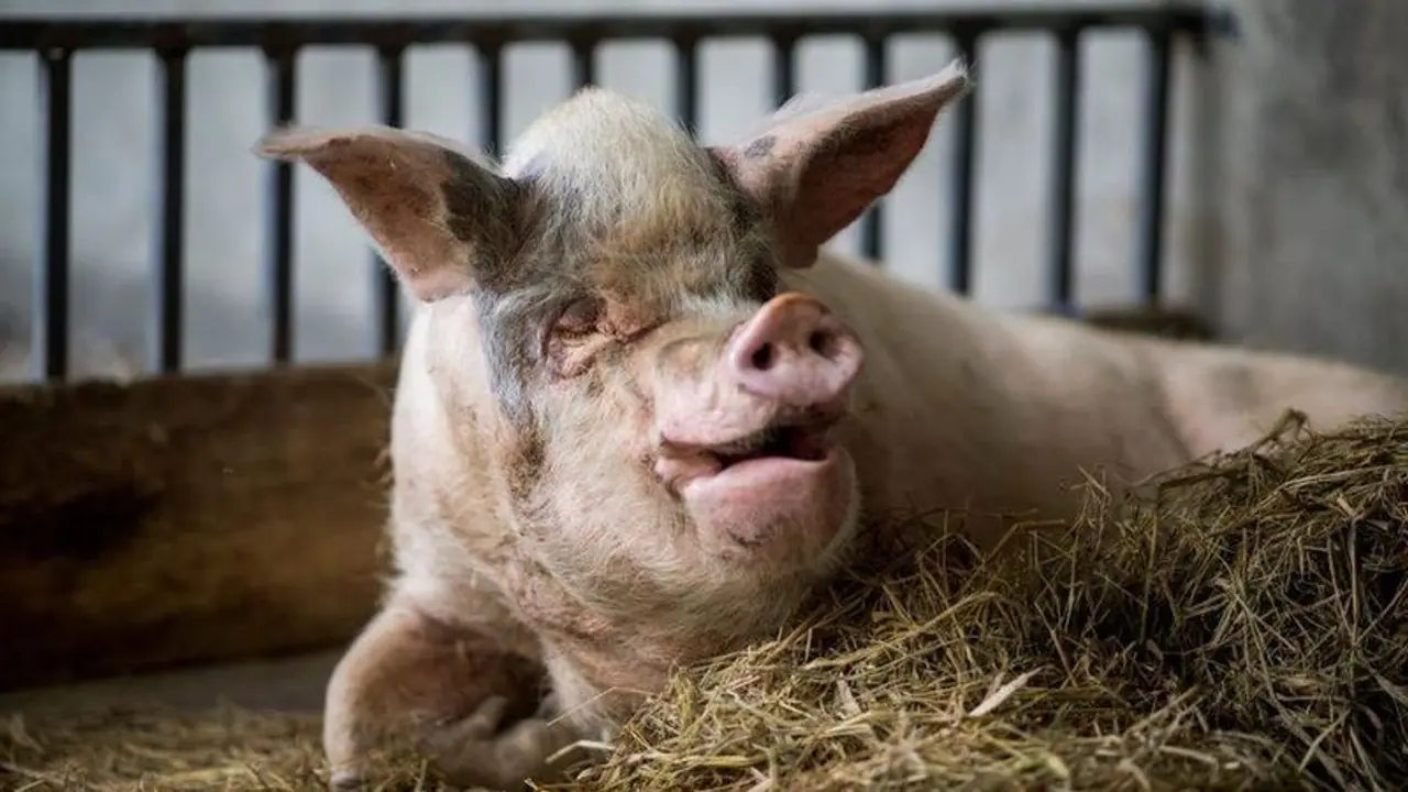 ആഫ്രിക്കൻ പന്നിപ്പനി മാനന്തവാടി തവിഞ്ഞാലിലെ പന്നിഫാമിൽ, ജില്ലയിൽ കളക്ടറുടെ നേതൃത്വത്തിൽ അടിയന്തര യോഗം