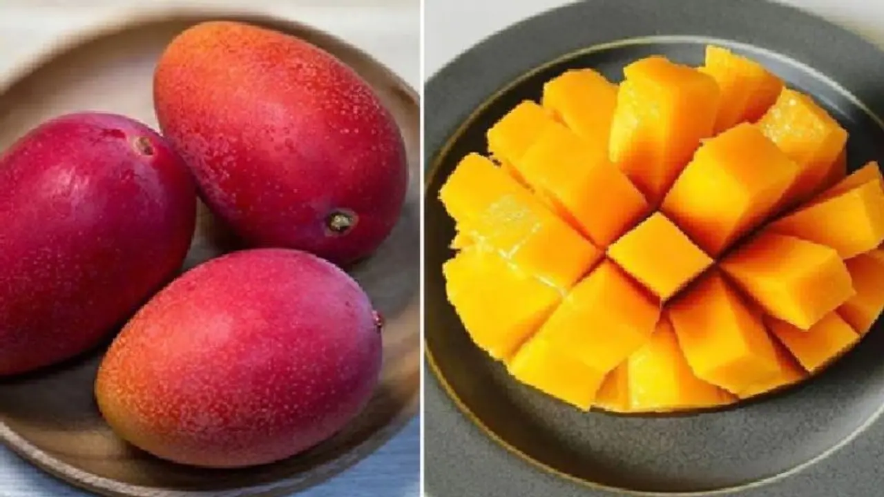 രണ്ട് മാമ്പഴത്തിന് 2.7 ലക്ഷം!; കളവ് പോകാതിരിക്കാന്‍ കാവല്‍ക്കാരെ വച്ച് കൃഷി...