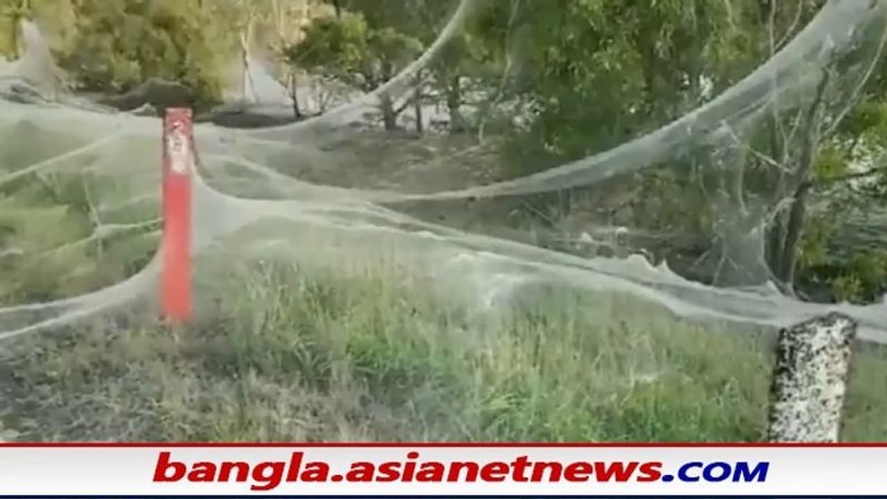 মাকড়সার 'রাক্ষুসে' জালে ঢাকা পড়ছে অস্ট্রেলিয়া, প্রকৃতির খেলার কারণ জানালেন বিশেষজ্ঞরা