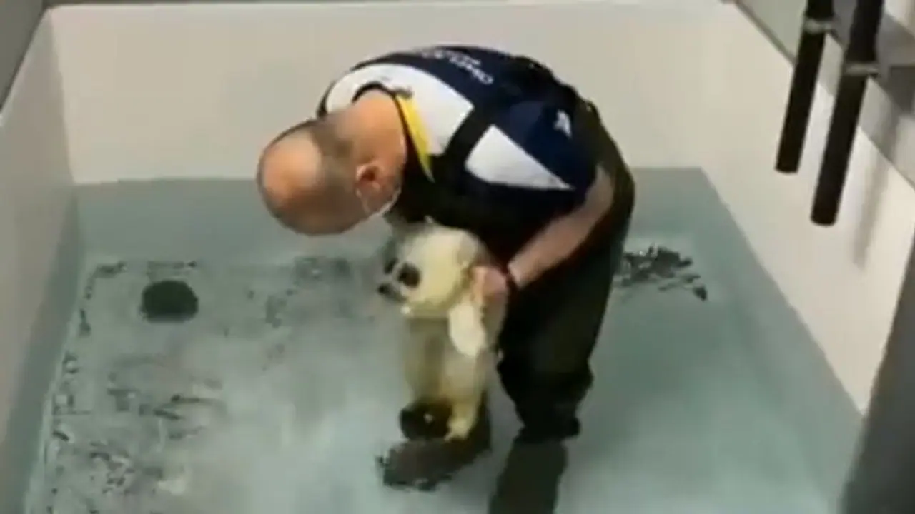 Baby Seal's Swim Lesson Will Melt Your Heart; Watch viral video