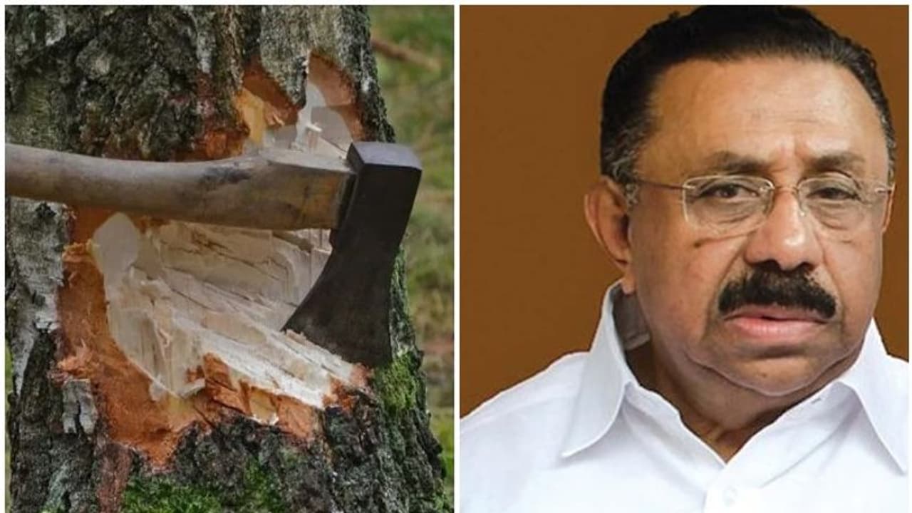 'മുട്ടിൽ മരംകൊള്ളയിൽ ജുഡീഷ്യൽ അന്വേഷണം വേണം', യുഡിഎഫ് ആയിരം കേന്ദ്രങ്ങളിൽ ധർണ നടത്തുമെന്ന് എം എം ഹസ്സൻ