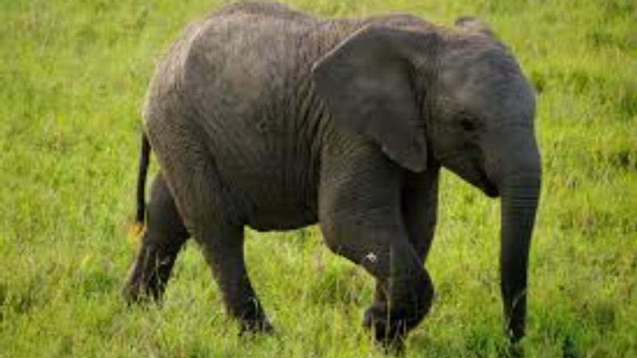 നിലമ്പൂരിൽ കാട്ടാന കുട്ടി ചരിഞ്ഞ നിലയിൽ, ജഡം കണ്ടെത്തിയത് പുഴയിൽ നിലമ്പൂരിൽ കാട്ടാന കുട്ടി ചരിഞ്ഞ നിലയിൽ, ജഡം കണ്ടെത്തിയത് പുഴയിൽ