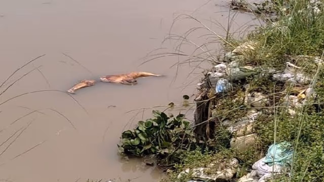 Maldah River মালদহে নদীতে ভাসছে একের পর এক মৃতদেহ, দুর্বিষহ অবস্থায় কয়েকশো পরিবার Maldah River মালদহে নদীতে ভাসছে একের পর এক মৃতদেহ, দুর্বিষহ অবস্থায় কয়েকশো পরিবার
