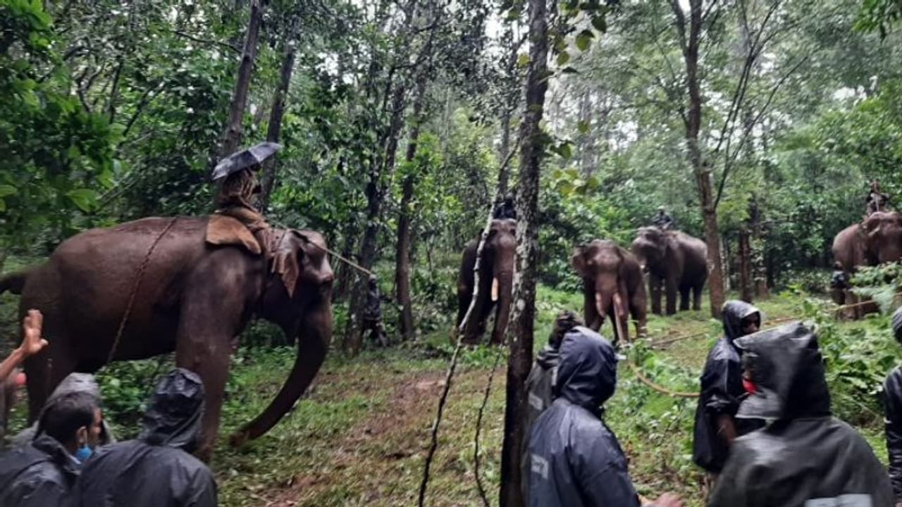 ঘুরে বেড়াচ্ছে ক্ষিপ্ত হাতির পাল, বন্ধ করা হল অযোধ্যা পাহাড় যাওয়ার রাস্তা