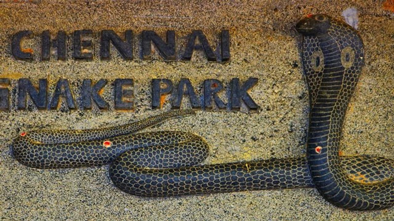 300 రకాల పాములు.. టూరిస్టుల కళకళలు, ఇదంతా గతం: కరోనాతో మూసివేత దశకు చెన్నై స్నేక్ పార్క్ 300 రకాల పాములు.. టూరిస్టుల కళకళలు, ఇదంతా గతం: కరోనాతో మూసివేత దశకు చెన్నై స్నేక్ పార్క్