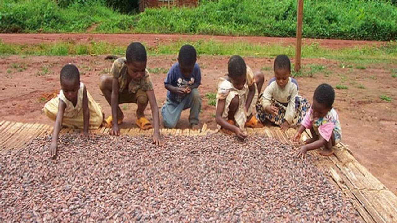 Nestle और Cargill को अमेरिकी सुप्रीम कोर्ट से राहतः बाल मजदूरी और श्रमिकों के शोषण का नहीं चलेगा केस Nestle और Cargill को अमेरिकी सुप्रीम कोर्ट से राहतः बाल मजदूरी और श्रमिकों के शोषण का नहीं चलेगा केस