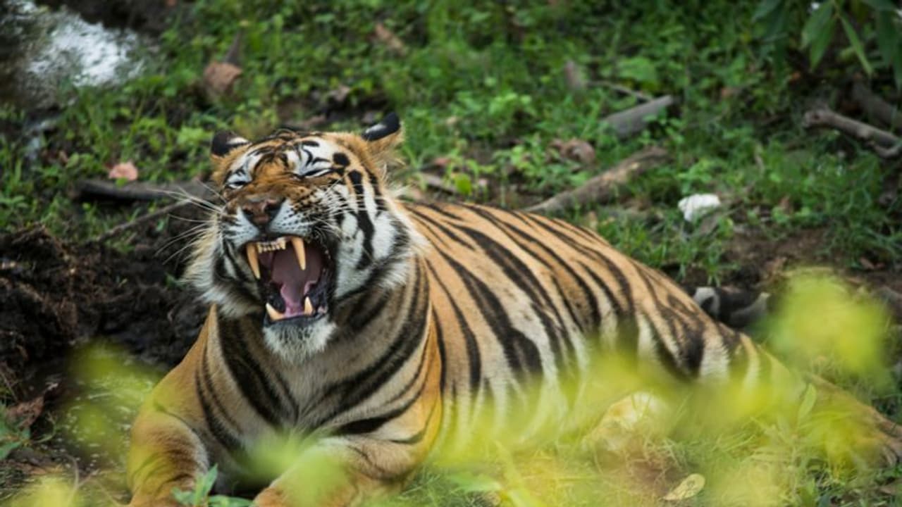 കൂട്ടില്‍ നിന്നും കാട്ടിലേക്കുള്ള കുതിപ്പ്; കടുവയുടെ കിടിലന്‍ വീഡിയോ!