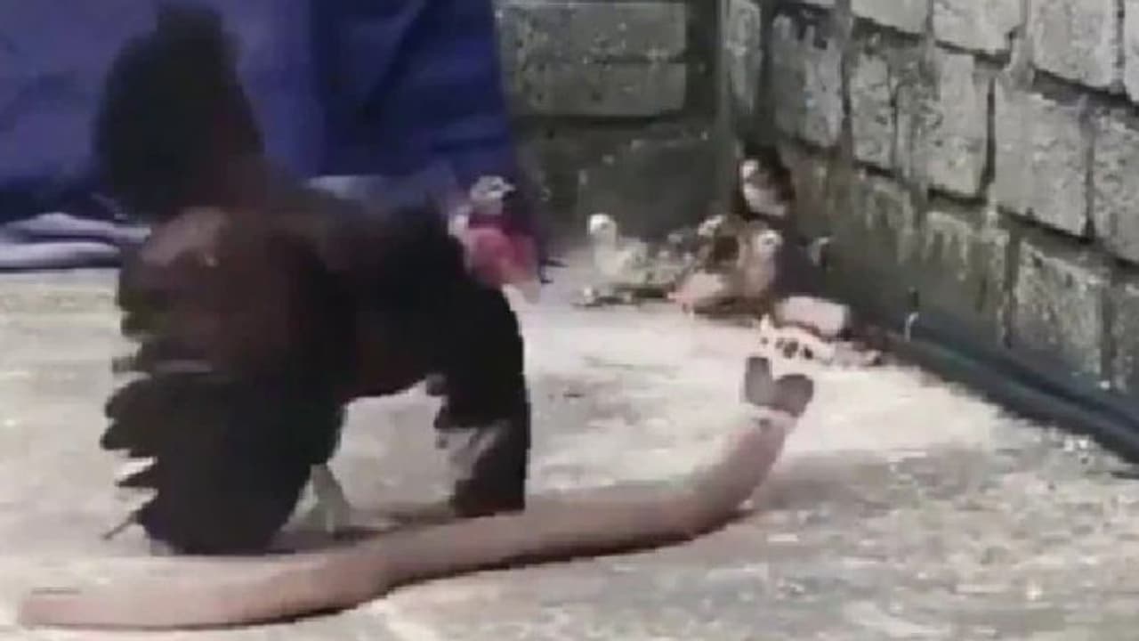 മൂര്ഖനും കോഴിയും തമ്മില് ഉഗ്രന് പോര്; വൈറലായ വീഡിയോ കാണാം മൂര്ഖനും കോഴിയും തമ്മില് ഉഗ്രന് പോര്; വൈറലായ വീഡിയോ കാണാം