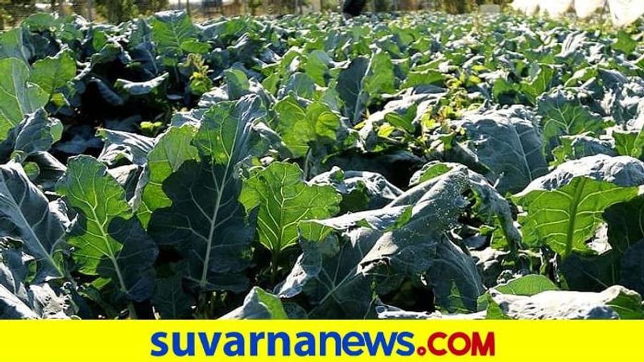 ಧಾರವಾಡ: ಹೊಸ ಸಾಧ್ಯತೆಯತ್ತ ಇಂಡೋ ಇಸ್ರೇಲ್ ಕೃಷಿ ಧಾರವಾಡ: ಹೊಸ ಸಾಧ್ಯತೆಯತ್ತ ಇಂಡೋ ಇಸ್ರೇಲ್ ಕೃಷಿ