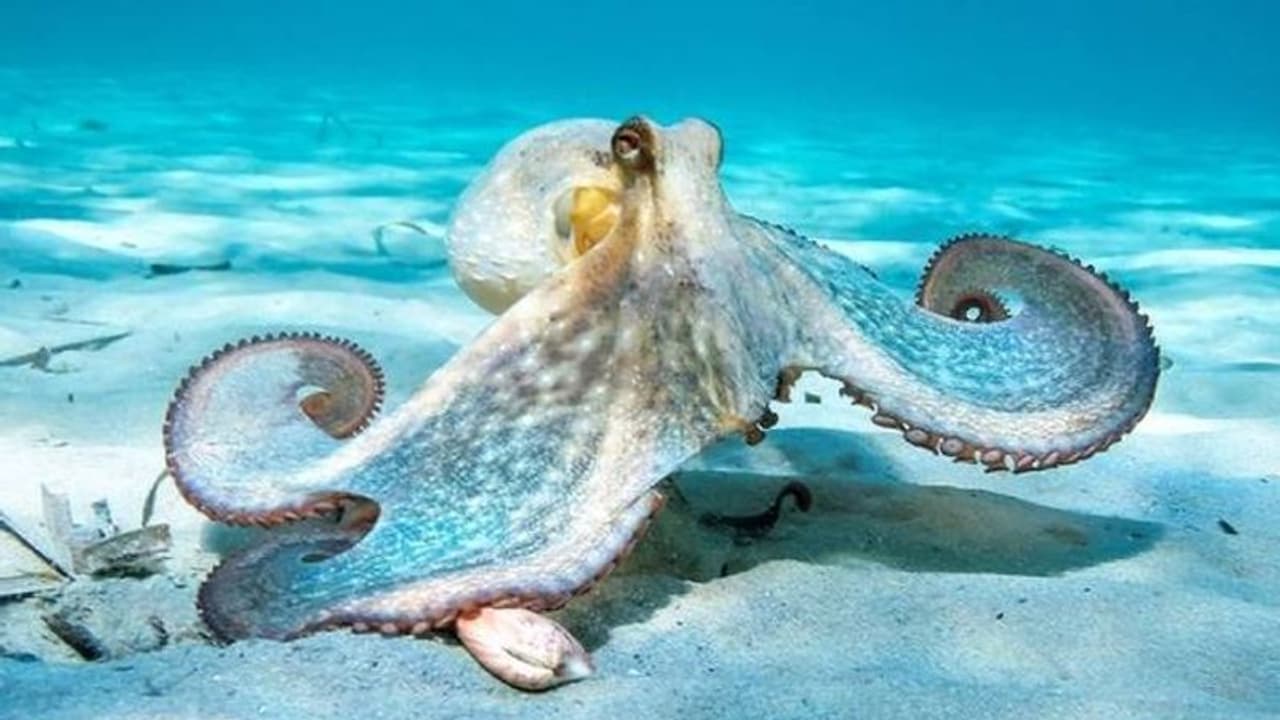 നീരാളിക്കും കൊഞ്ചിനുമെല്ലാം വേദനയറിയാം, നിയമത്തിലൂടെ സംരക്ഷിക്കണമെന്ന് ആവശ്യം, ജീവനോടെ കയറ്റുമതി ചെയ്യരുത്? നീരാളിക്കും കൊഞ്ചിനുമെല്ലാം വേദനയറിയാം, നിയമത്തിലൂടെ സംരക്ഷിക്കണമെന്ന് ആവശ്യം, ജീവനോടെ കയറ്റുമതി ചെയ്യരുത്?