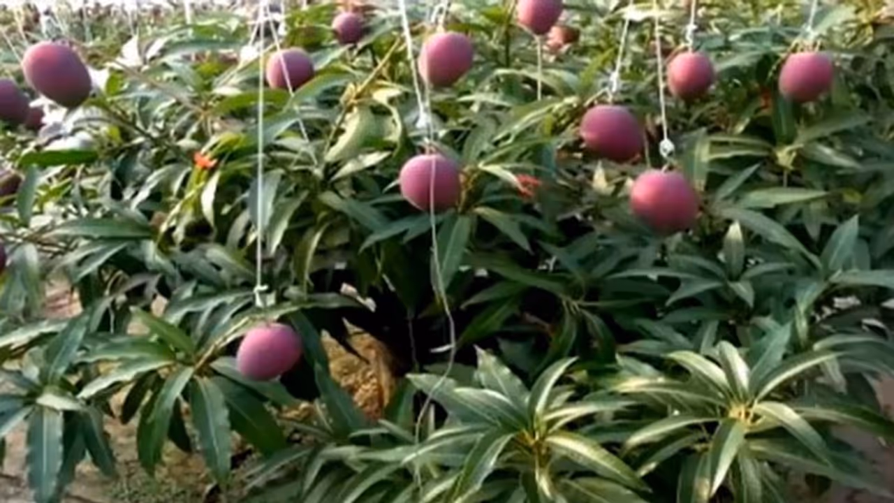 അവിചാരിതമായി വിളഞ്ഞ 'ജപ്പാനീസ് മാങ്ങ', ഒന്നിന് വില 21,000; ലോട്ടറിയടിച്ച് ഈ കര്ഷകന് അവിചാരിതമായി വിളഞ്ഞ 'ജപ്പാനീസ് മാങ്ങ', ഒന്നിന് വില 21,000; ലോട്ടറിയടിച്ച് ഈ കര്ഷകന്