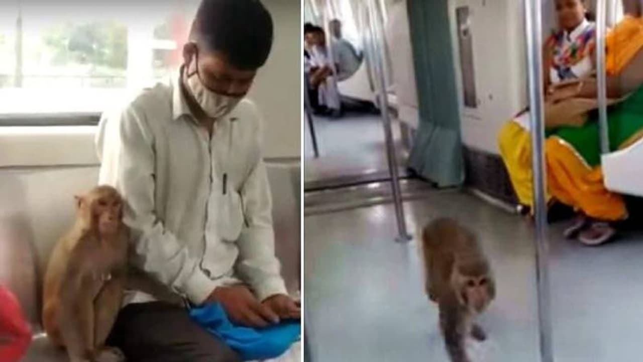 മെട്രോയില്‍ കയറിയ കുരങ്ങന്‍, ഒടുവില്‍ യാത്രക്കാരന്‍റെ അടുത്ത് ഇരിപ്പും, വൈറലായി വീഡിയോ