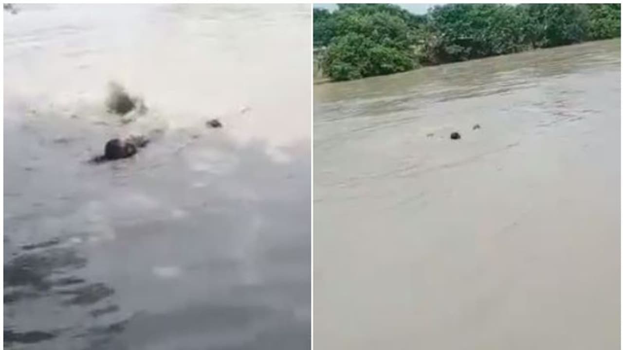 ഒഴുക്കില്പ്പെട്ട യുവാവിനെ ജീവന് പണയപ്പെടുത്തി രക്ഷപ്പെടുത്തി പൊലീസ് ഉദ്യോഗസ്ഥന്; വീഡിയോ വൈറല് ഒഴുക്കില്പ്പെട്ട യുവാവിനെ ജീവന് പണയപ്പെടുത്തി രക്ഷപ്പെടുത്തി പൊലീസ് ഉദ്യോഗസ്ഥന്; വീഡിയോ വൈറല്