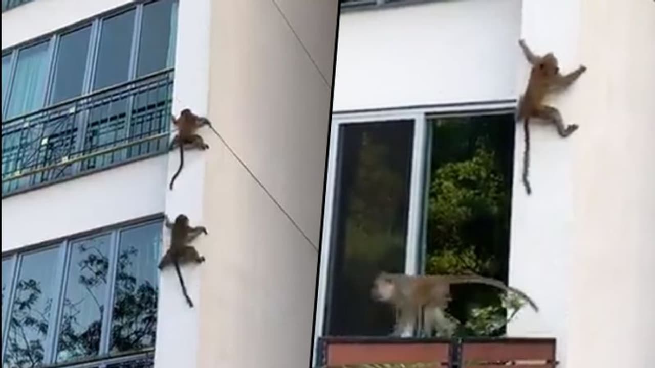 കെട്ടിടത്തില് നിന്നും ഒരുപോലെ താഴേക്കിറങ്ങുന്ന കുരങ്ങന്മാര്, ചിരി പടര്ത്തി വീഡിയോ കെട്ടിടത്തില് നിന്നും ഒരുപോലെ താഴേക്കിറങ്ങുന്ന കുരങ്ങന്മാര്, ചിരി പടര്ത്തി വീഡിയോ