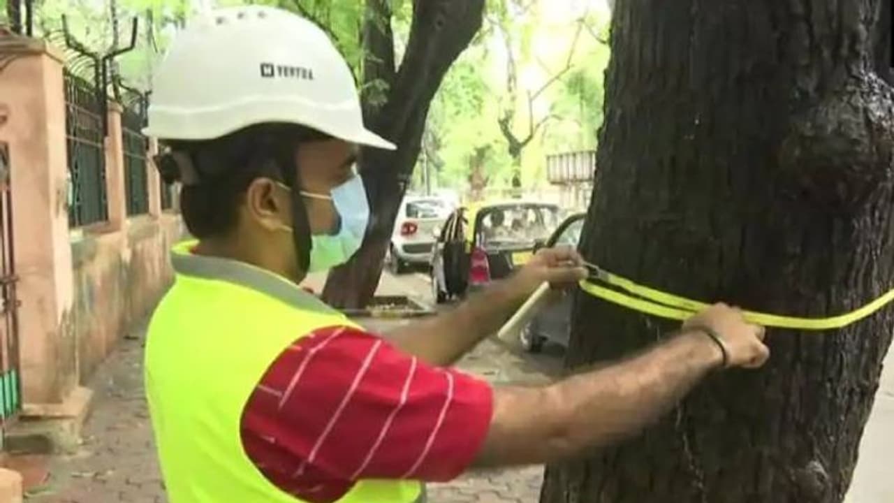 മരങ്ങള്ക്കുവേണ്ടി 'ഡോക്ടറെ' നിയമിച്ചു, ഇനി രോഗവിവരം നേരത്തെ അറിയാം... മരങ്ങള്ക്കുവേണ്ടി 'ഡോക്ടറെ' നിയമിച്ചു, ഇനി രോഗവിവരം നേരത്തെ അറിയാം...