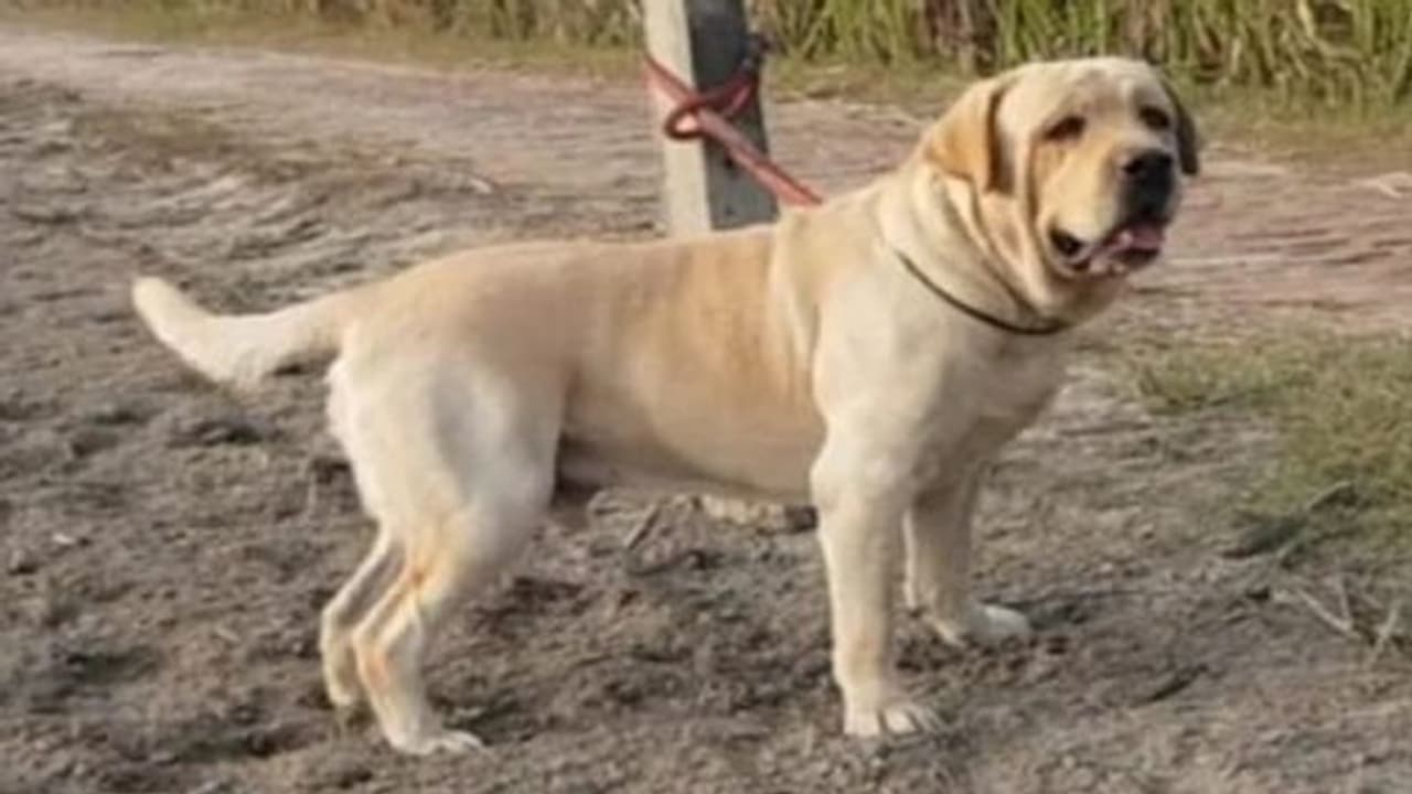 खाने में दवा देकर किया बेहोश, फिर पीटकर मार डाला, ऐसी है 6 लाख के कुत्ते की किडनैपिंग हत्या की कहानी खाने में दवा देकर किया बेहोश, फिर पीटकर मार डाला, ऐसी है 6 लाख के कुत्ते की किडनैपिंग हत्या की कहानी