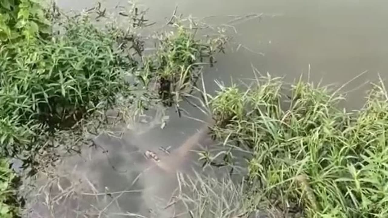 দরখোলায় পুকুর থেকে উদ্ধার ব্যক্তির রক্তাক্ত দেহ, চাঞ্চল্য ছড়িয়েছে এলাকায় দরখোলায় পুকুর থেকে উদ্ধার ব্যক্তির রক্তাক্ত দেহ, চাঞ্চল্য ছড়িয়েছে এলাকায়