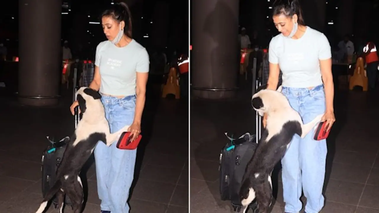 When Shweta Tiwari reached Mumbai airport; actress was greeted by enthusiastic dog named 'Rampal' (Watch)