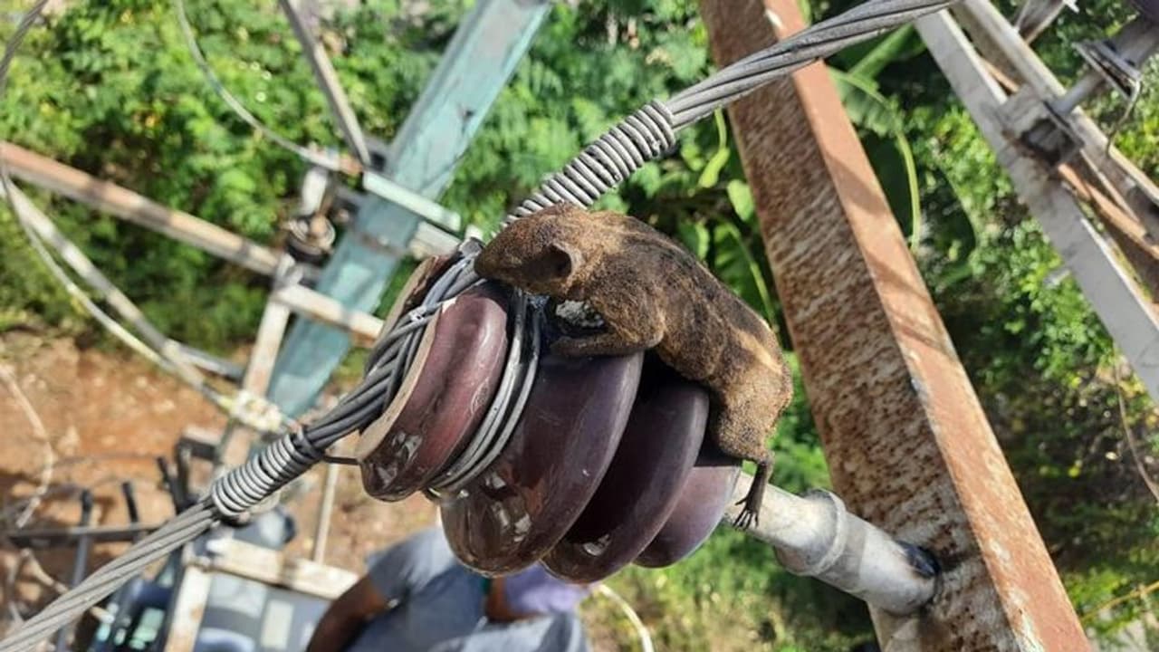 மின் இணைப்புகள் வழங்க தயார்.. அணில் போகாமல் பார்த்துகொள்ள முடியுமா.? திமுகவை பாஜக பங்கம்.! மின் இணைப்புகள் வழங்க தயார்.. அணில் போகாமல் பார்த்துகொள்ள முடியுமா.? திமுகவை பாஜக பங்கம்.!