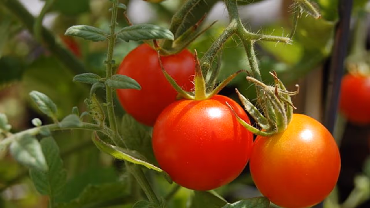 Eating tomatoes can be helpful for THESE reasons; check out Eating tomatoes can be helpful for THESE reasons; check out