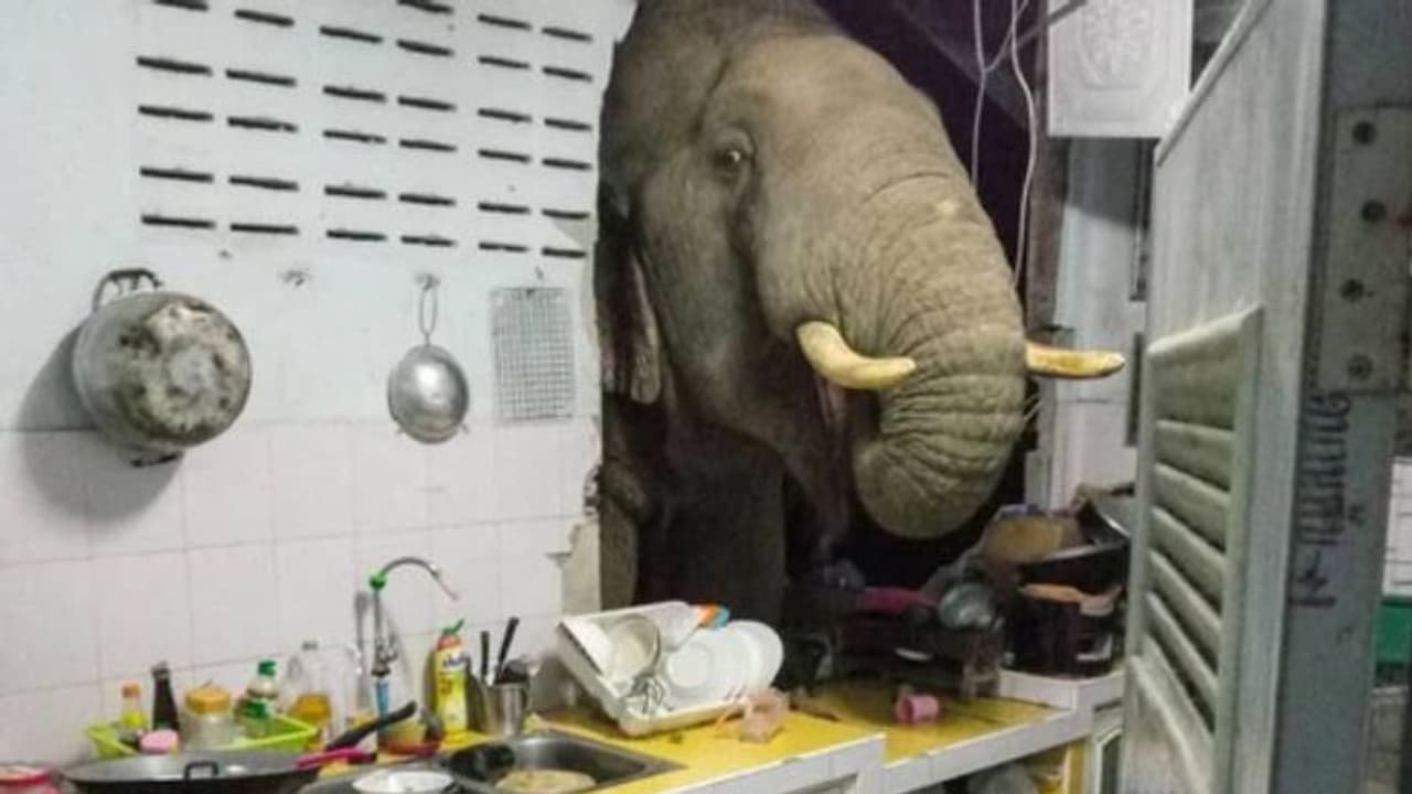 വിശന്നാലെന്ത് ചെയ്യും, അടുക്കളയിൽ കയറി ഭക്ഷണം തിരഞ്ഞ് ആന വിശന്നാലെന്ത് ചെയ്യും, അടുക്കളയിൽ കയറി ഭക്ഷണം തിരഞ്ഞ് ആന