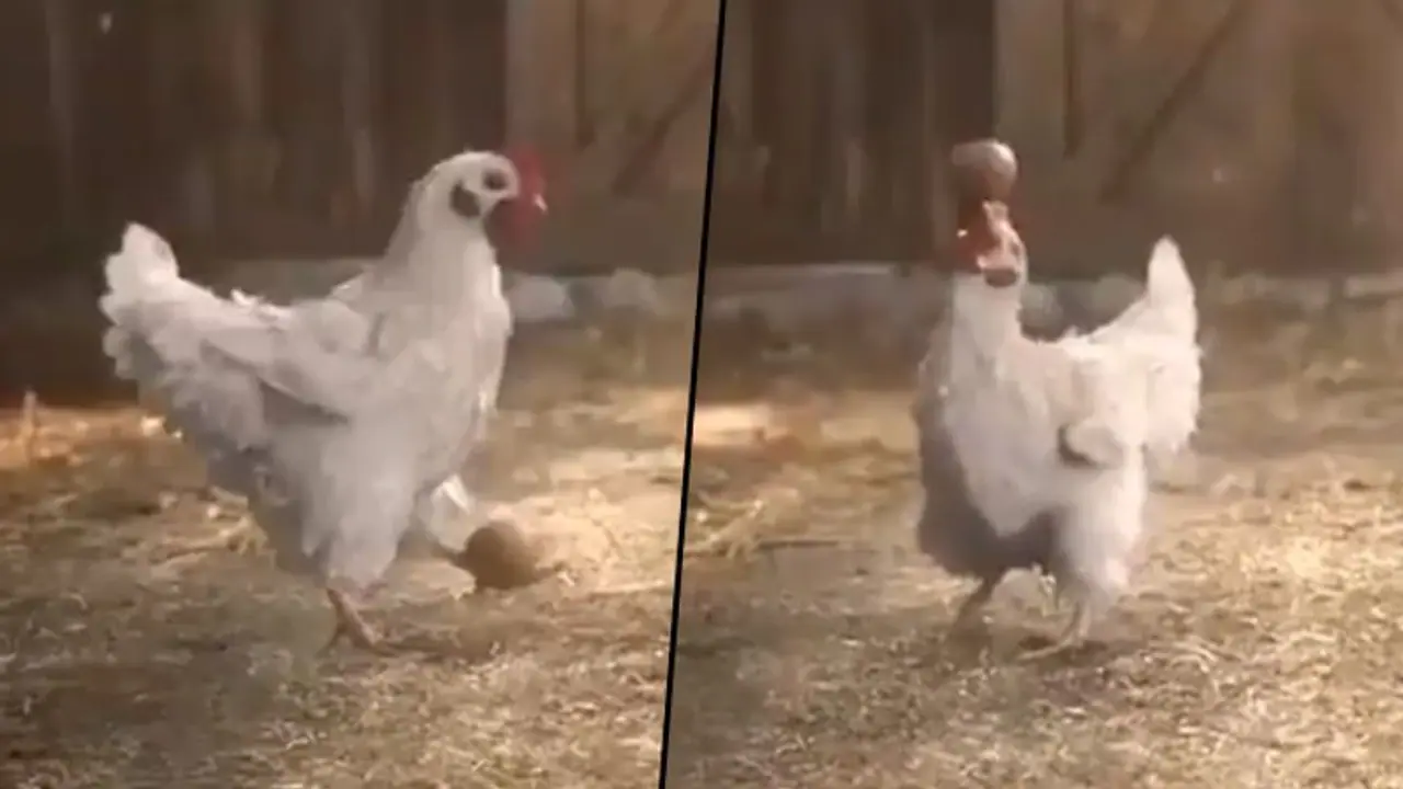 Rooster Performs Cool Stunts With Egg; Netizens ask if it is 'trained by Cristiano Ronaldo' Rooster Performs Cool Stunts With Egg; Netizens ask if it is 'trained by Cristiano Ronaldo'