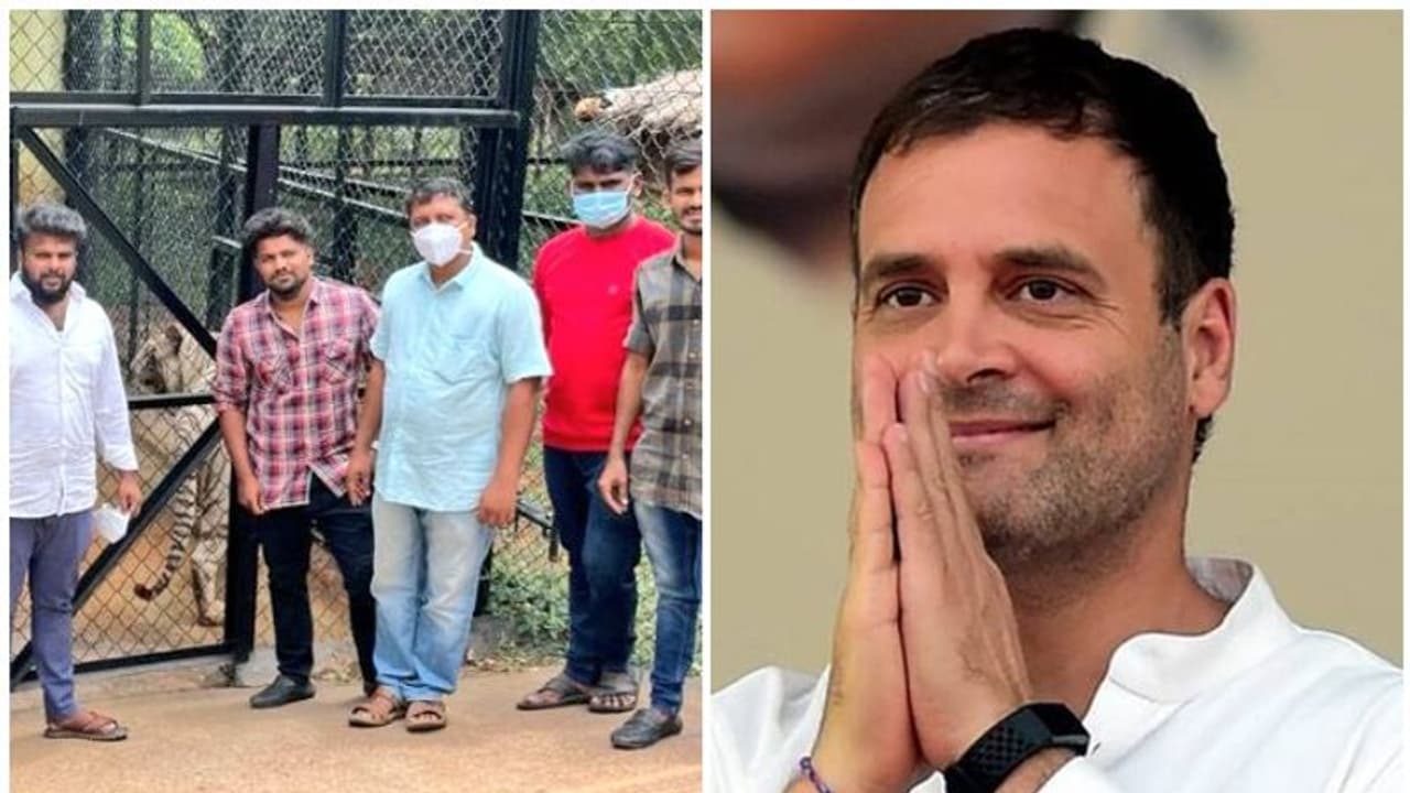 രാഹുല് ഗാന്ധിയുടെ പേരില് 'വെള്ളക്കടുവയെ' ദത്തെടുത്ത് കോണ്ഗ്രസ് പ്രവര്ത്തകര് രാഹുല് ഗാന്ധിയുടെ പേരില് 'വെള്ളക്കടുവയെ' ദത്തെടുത്ത് കോണ്ഗ്രസ് പ്രവര്ത്തകര്