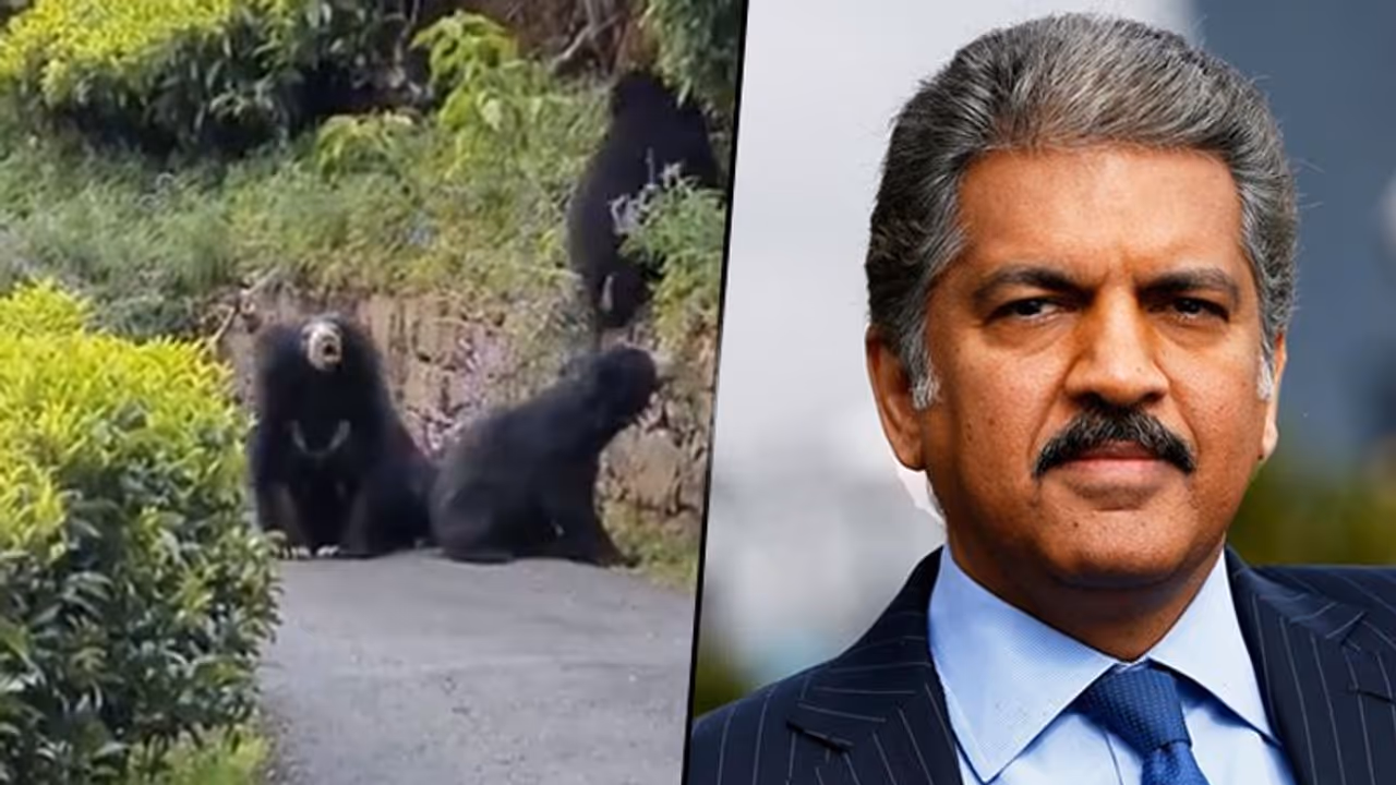 Watch: Bear charges towards a bike; Anand Mahindra shares this viral video