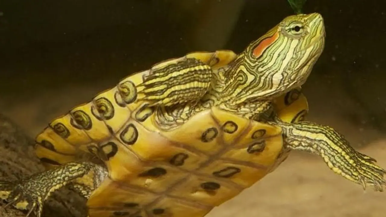 সব মাছ গিলে খায়, আমেরিকার রাক্ষুসে কচ্ছপের দেখা মিলল সুন্দরবনে সব মাছ গিলে খায়, আমেরিকার রাক্ষুসে কচ্ছপের দেখা মিলল সুন্দরবনে