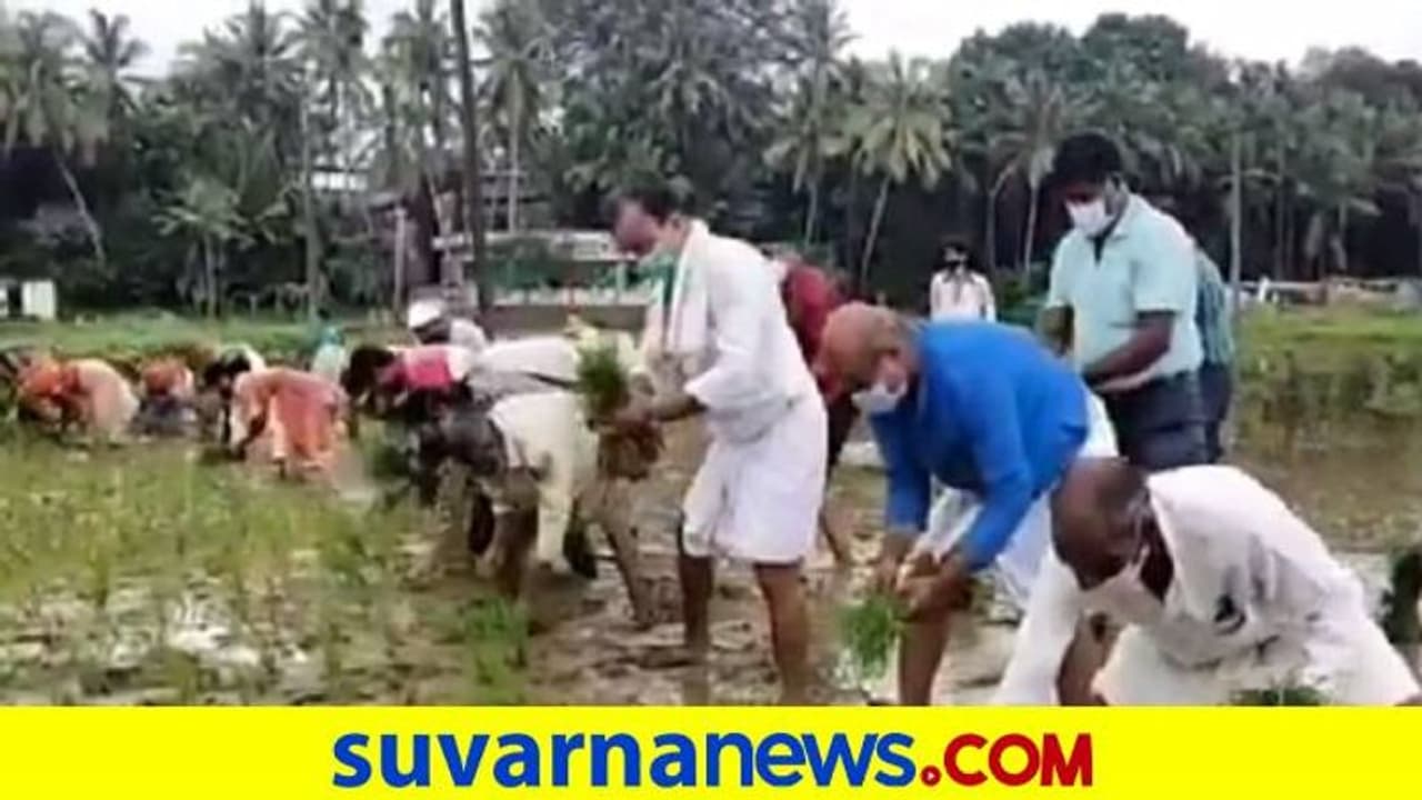 ಉಡುಪಿ: ಹಡಿಲು ಭೂಮಿ ಕೃಷಿ ನಾಟಿ ಕಾರ್ಯಕ್ಕೆ ಚಾಲನೆ ಉಡುಪಿ: ಹಡಿಲು ಭೂಮಿ ಕೃಷಿ ನಾಟಿ ಕಾರ್ಯಕ್ಕೆ ಚಾಲನೆ