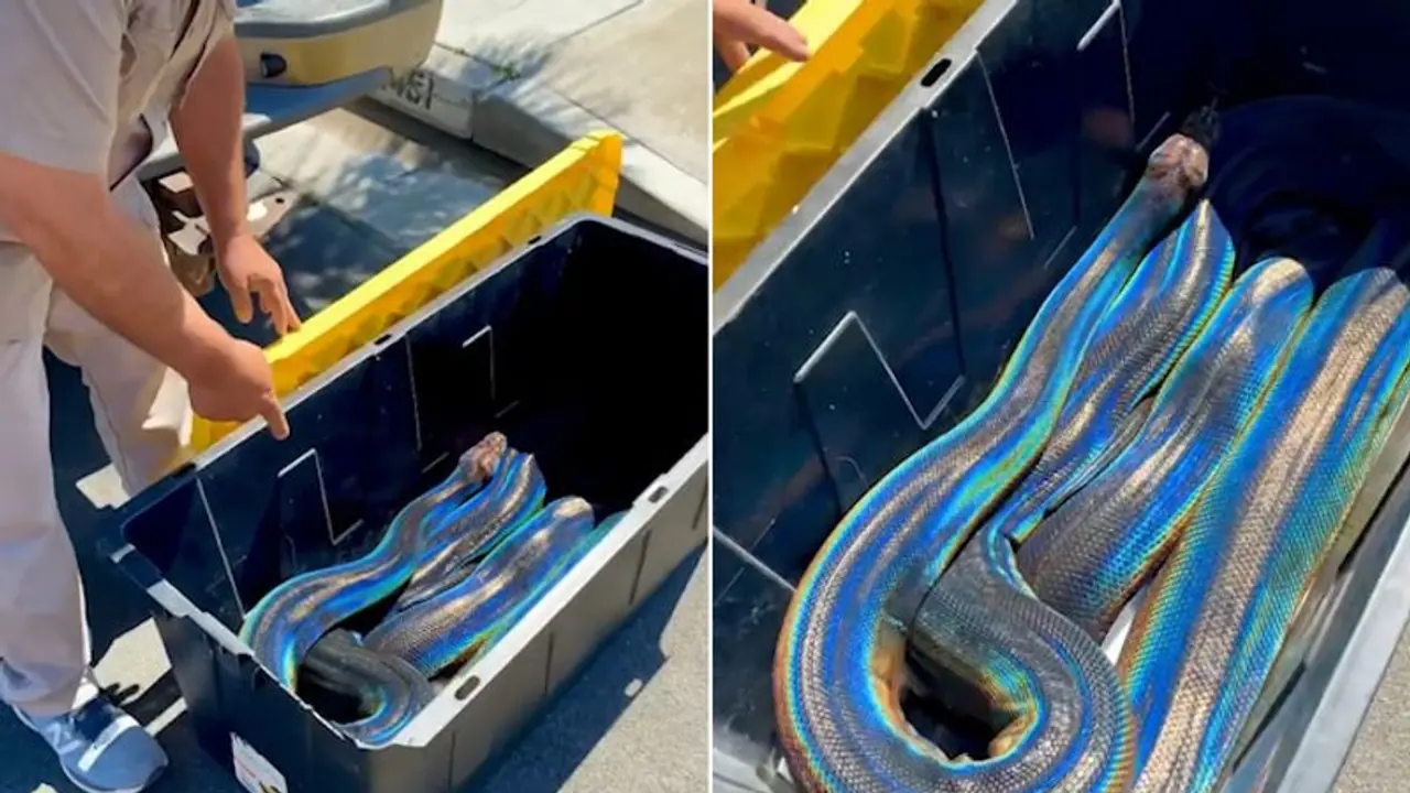 Incredible rainbow reticulated python leaves internet in awe; watch the video