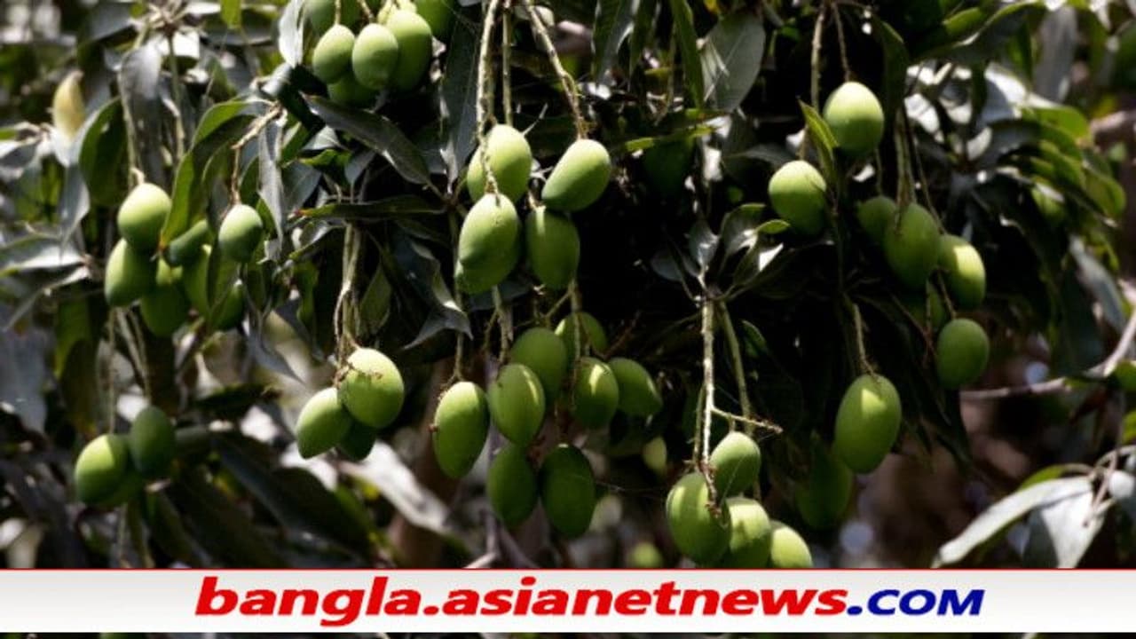 ডায়াবেটিস রোগীদের জন্য এসে গেল 'সুগার ফ্রি আম', দামও সাধ্যের মধ্যেই