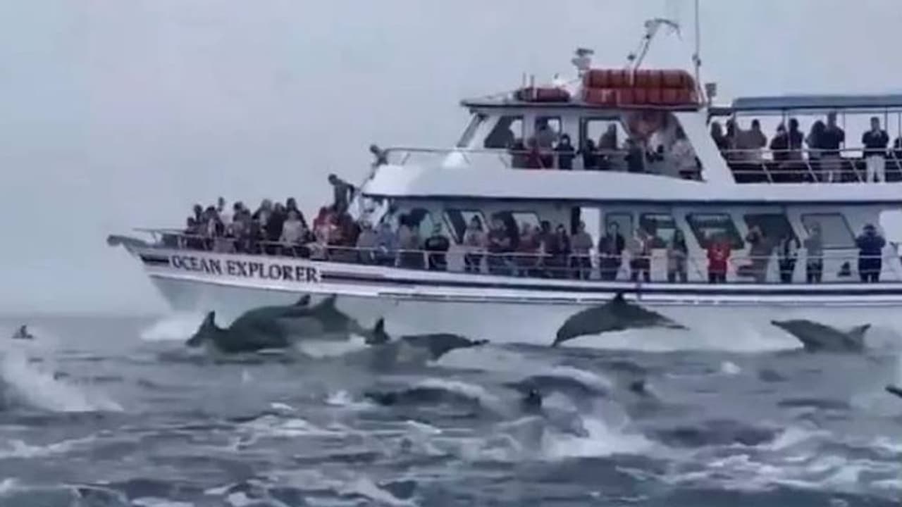 നൂറുകണക്കിന് ഡോൾഫിനുകൾ പങ്കെടുക്കുന്ന മത്സരമോ? കൗതുകമായി വീഡിയോ നൂറുകണക്കിന് ഡോൾഫിനുകൾ പങ്കെടുക്കുന്ന മത്സരമോ? കൗതുകമായി വീഡിയോ