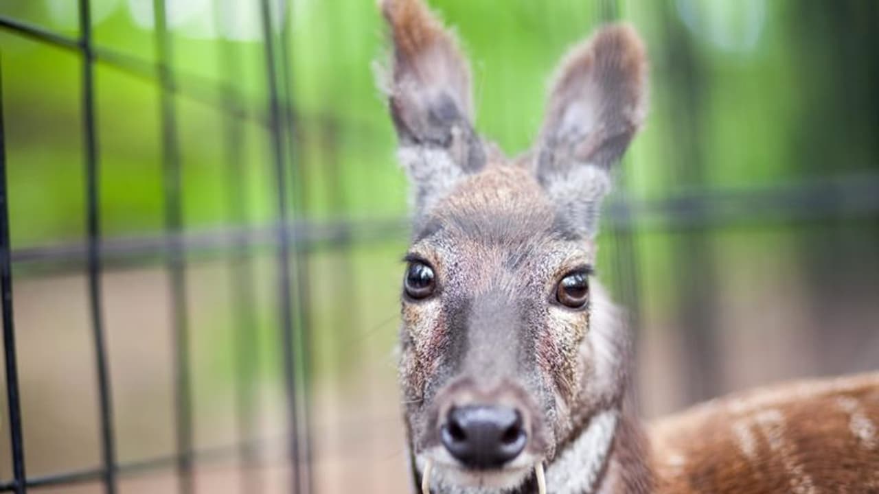 ചൈനീസ് കമ്പനികള്‍ കണ്ണുരുട്ടി, കാട്ടുമൃഗങ്ങളെ വളര്‍ത്തി വിറ്റു കാശാക്കാന്‍ നേപ്പാള്‍!