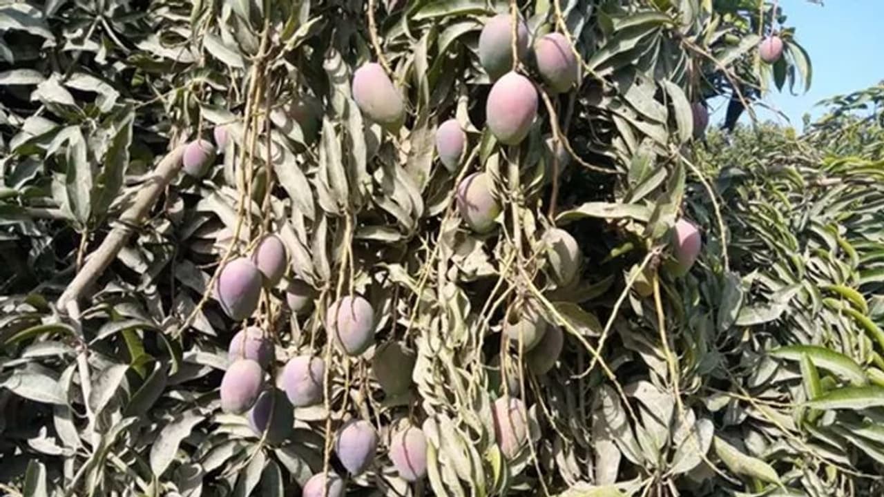 5 साल की कड़ी मेहनत के बाद तैयार हुआ 'शुगर फ्री आम', डायबिटीज के रोगियों के लिए फायदेमंद, जानें कितनी है कीमत 5 साल की कड़ी मेहनत के बाद तैयार हुआ 'शुगर फ्री आम', डायबिटीज के रोगियों के लिए फायदेमंद, जानें कितनी है कीमत