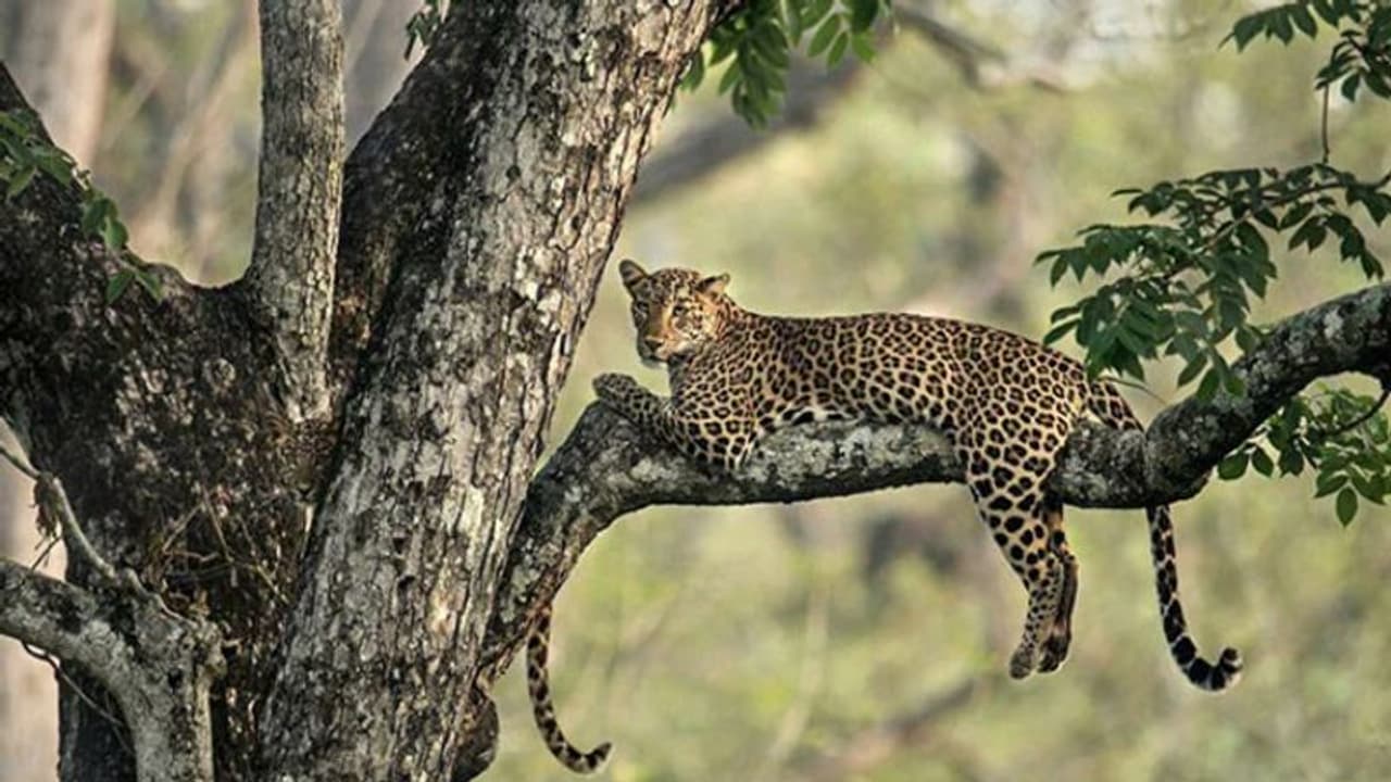 ഈ ചിത്രത്തിലൊരു പുലിക്കുട്ടി പതുങ്ങുന്നുണ്ട്, കണ്ടുപിടിക്കാമോ? ട്വിറ്ററിൽ വൈറലാകുന്ന ചോദ്യം ഈ ചിത്രത്തിലൊരു പുലിക്കുട്ടി പതുങ്ങുന്നുണ്ട്, കണ്ടുപിടിക്കാമോ? ട്വിറ്ററിൽ വൈറലാകുന്ന ചോദ്യം