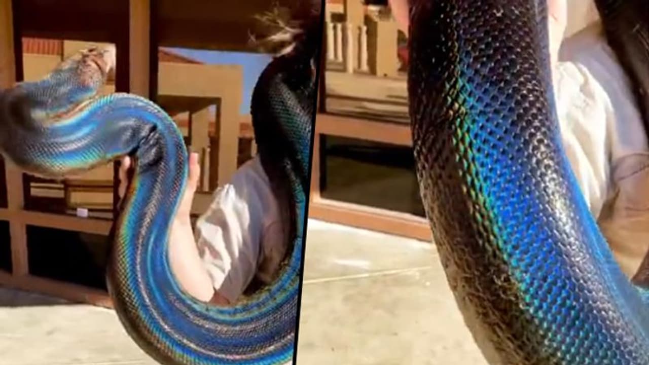 Watch: Incredible video of beautiful rainbow snake will stun you Watch: Incredible video of beautiful rainbow snake will stun you