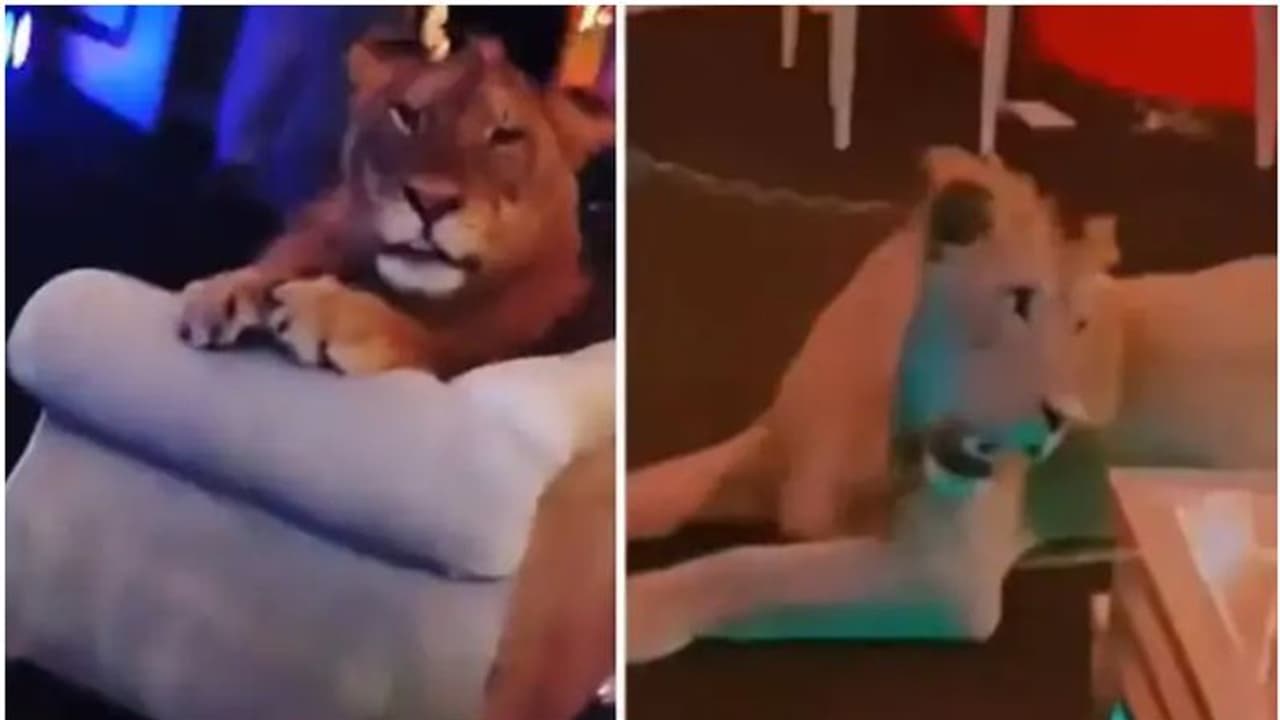 പിറന്നാൾ പാർട്ടി കൊഴിപ്പിക്കാൻ സിംഹത്തെ മയക്കി കിടത്തി പ്രദർശിപ്പിച്ചു, പാക്ക് ഇൻഫ്ലുവൻസർക്കെതിരെ സോഷ്യൽമീഡിയ