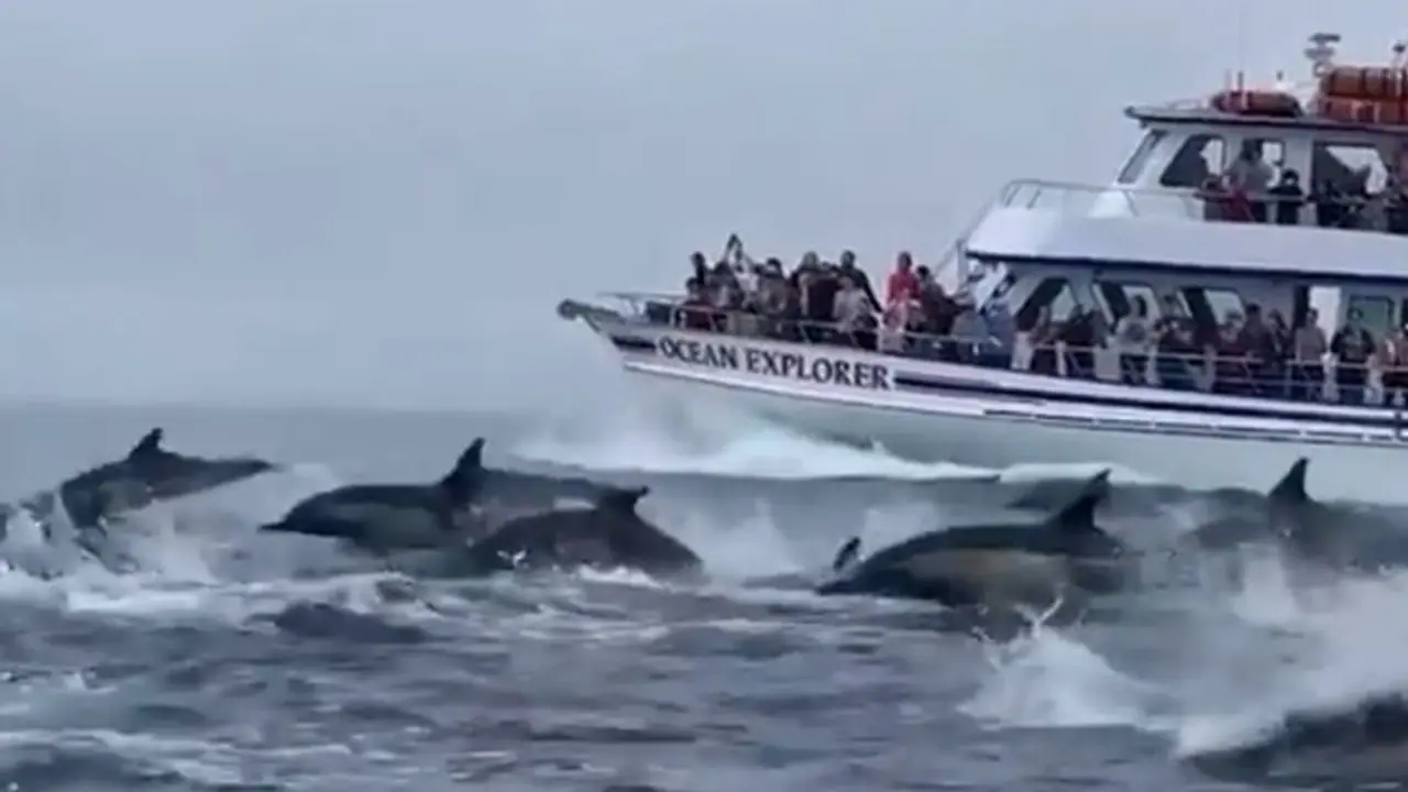 Hundreds of dolphins stampede beside tour boat; Harsh Goenka shares viral video Hundreds of dolphins stampede beside tour boat; Harsh Goenka shares viral video