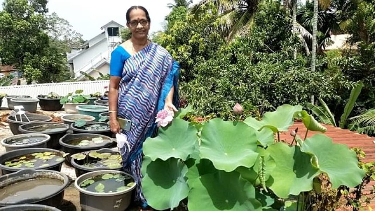 വീട്ടമ്മയുടെ പരിലാളനയിൽ 'സഹസ്രദളം താമരപ്പൂവ്' വിരിഞ്ഞു വീട്ടമ്മയുടെ പരിലാളനയിൽ 'സഹസ്രദളം താമരപ്പൂവ്' വിരിഞ്ഞു