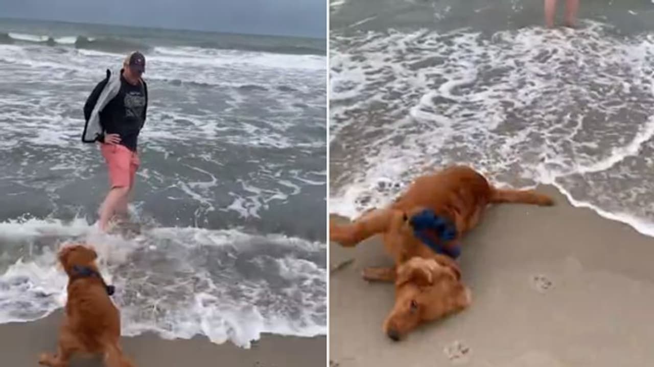 Dog’s hilarious reaction to waves will make your day; Watch video Dog’s hilarious reaction to waves will make your day; Watch video