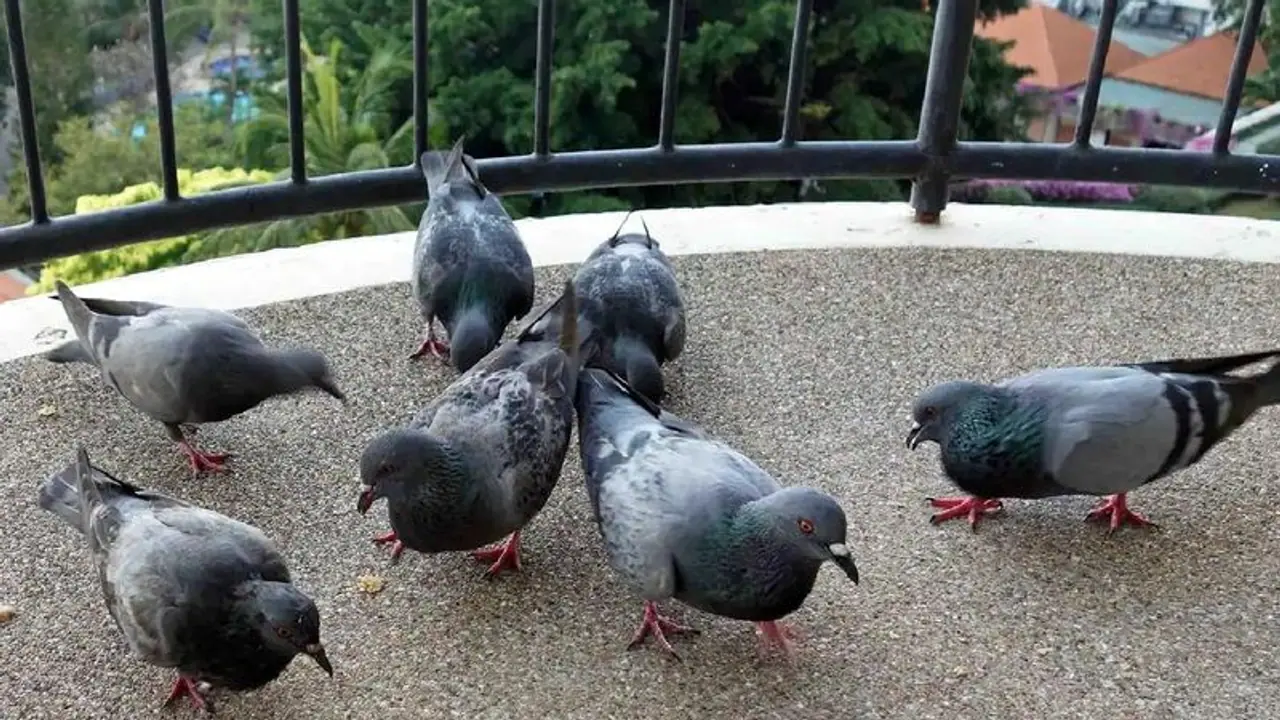 मुंबई का एक परिवार बालकनी में कबूतरों को नहीं खिला पाएगा दाना, अदालत ने सुनाया है ऐसा फैसला मुंबई का एक परिवार बालकनी में कबूतरों को नहीं खिला पाएगा दाना, अदालत ने सुनाया है ऐसा फैसला