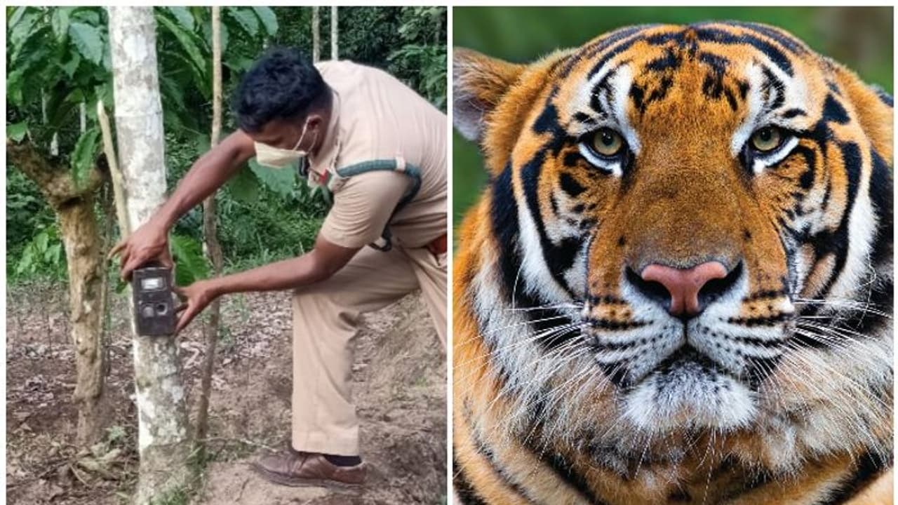 সুন্দরবনে কাঁকড়া ধরতে গিয়ে বাঘের কবলে মৎস্যজীবী, প্রাণ বাঁচাতে ভয়ে পালাল সঙ্গীরা