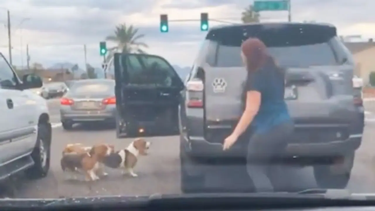 Woman rescues dogs on busy street; Watch video Woman rescues dogs on busy street; Watch video