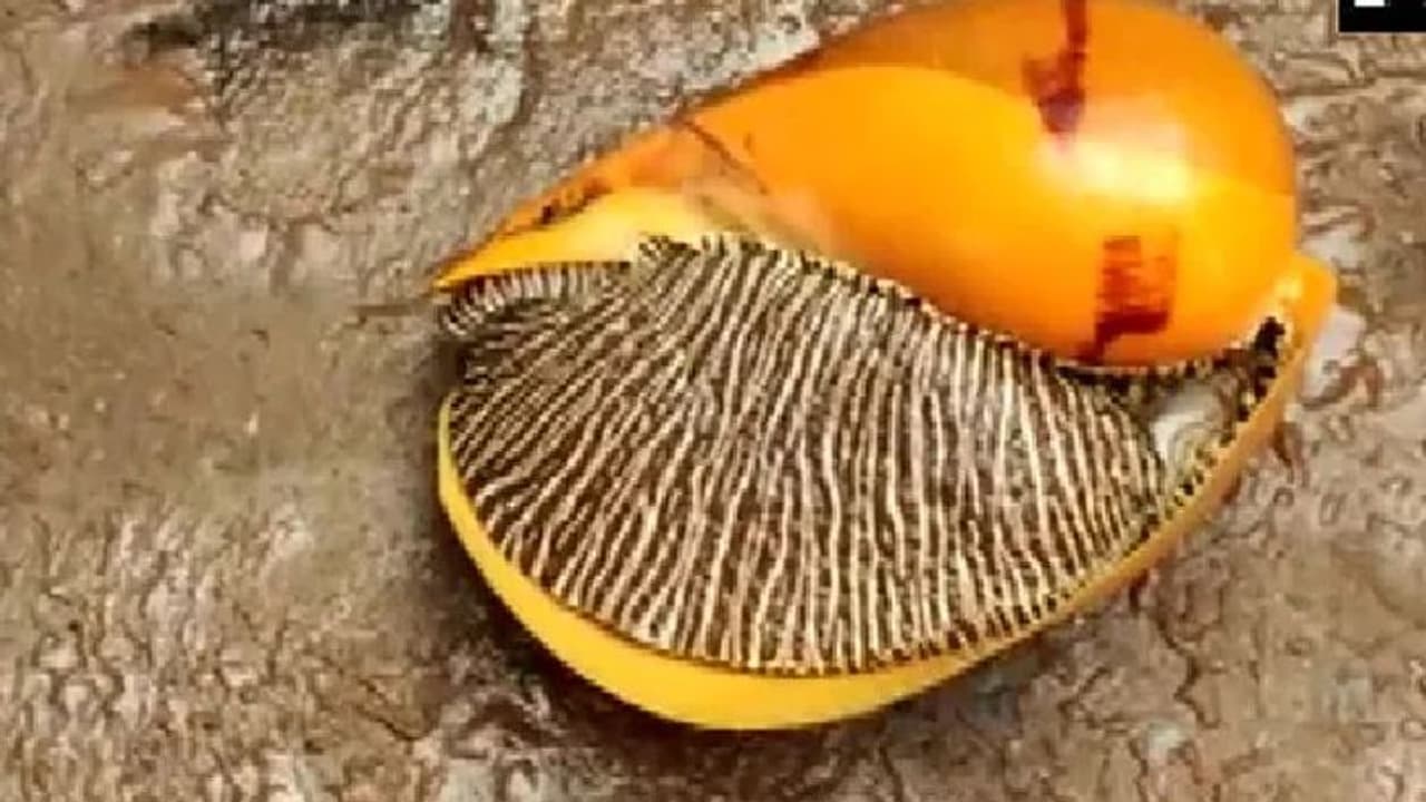 അപൂര്‍വ്വയിനത്തില്‍ പെട്ട കൂറ്റന്‍ ഒച്ച്; 18,000 രൂപയ്ക്ക് കച്ചവടമായി