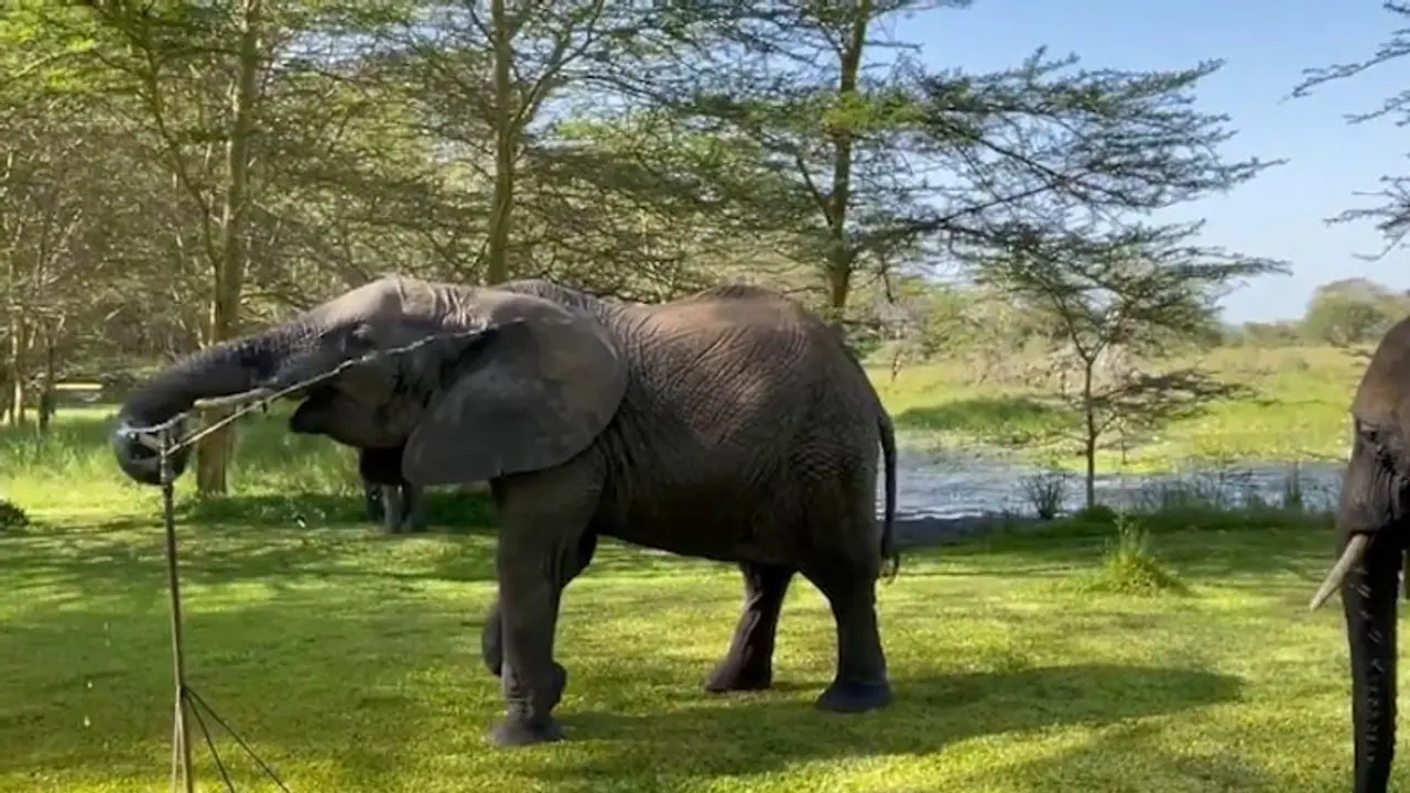 Haveri: ಹಾನಗಲ್‌ನಲ್ಲಿ ಒಂಟಿ ಸಲಗ ಪ್ರತ್ಯಕ್ಷ: ಆತಂಕದಲ್ಲಿ ಜನತೆ