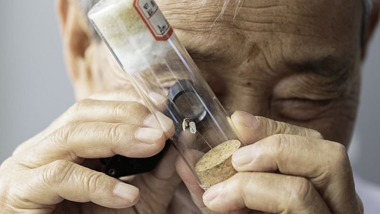 China is certified malaria free by the WHO