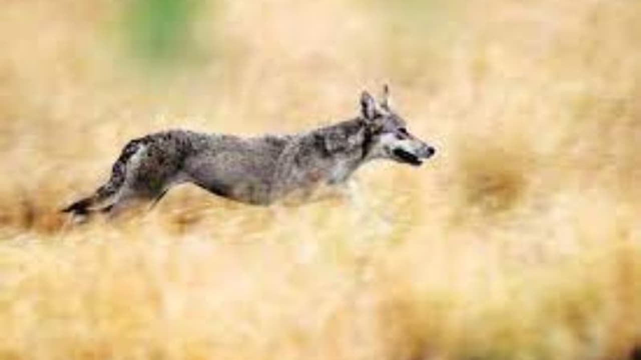 ತೋಳ ಕೊಂದು ಬೈಕ್ಗೆ ಕಟ್ಟಿ ಊರ ತುಂಬ ಮೆರವಣಿಗೆ ಮಾಡಿದ ಯುವಕರು ತೋಳ ಕೊಂದು ಬೈಕ್ಗೆ ಕಟ್ಟಿ ಊರ ತುಂಬ ಮೆರವಣಿಗೆ ಮಾಡಿದ ಯುವಕರು