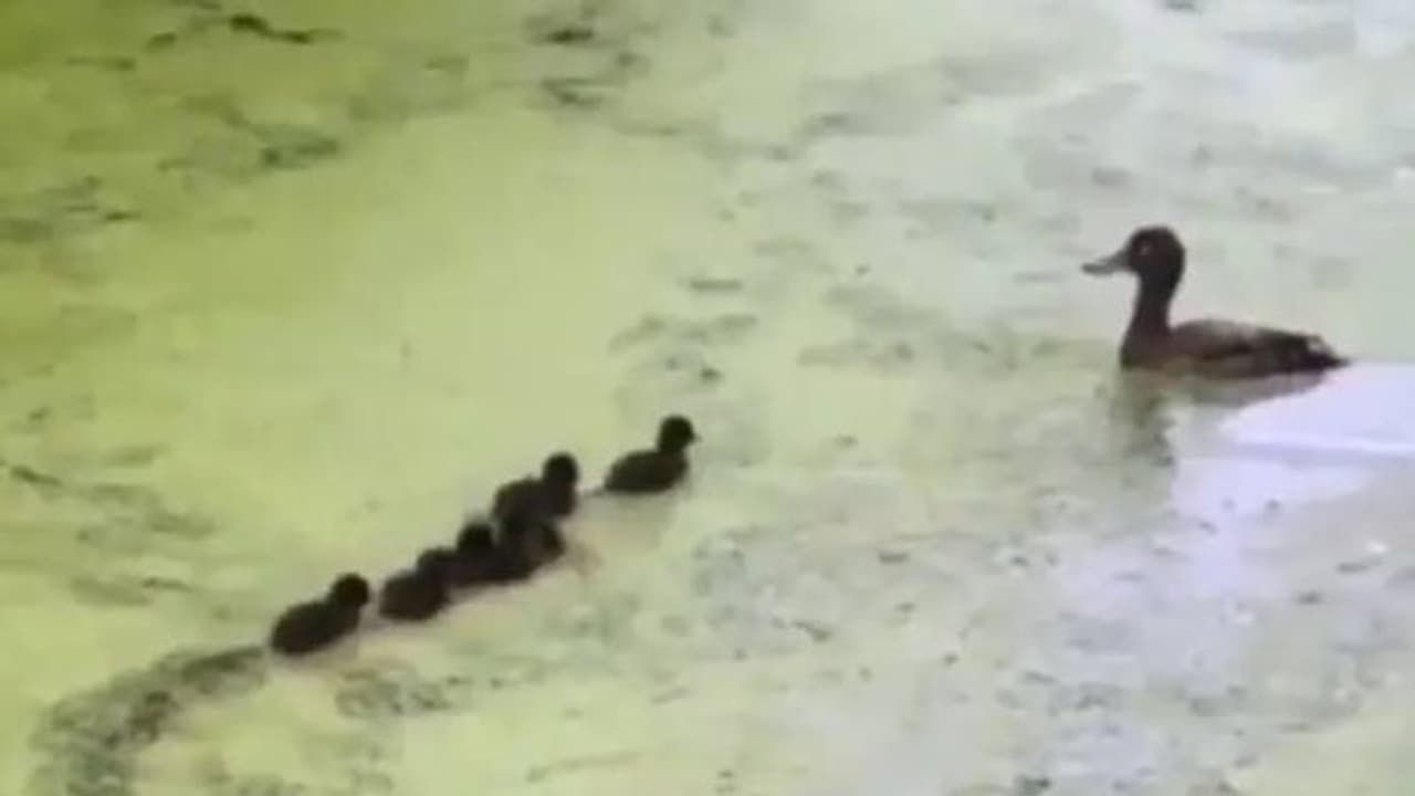 'ഒളിച്ചേ, കണ്ടേ' കളിക്കുന്ന അമ്മത്താറാവ്, പിന്നാലെ കൂടി കുട്ടിത്താറാവുകളും; വൈറലായി വീഡിയോ 'ഒളിച്ചേ, കണ്ടേ' കളിക്കുന്ന അമ്മത്താറാവ്, പിന്നാലെ കൂടി കുട്ടിത്താറാവുകളും; വൈറലായി വീഡിയോ